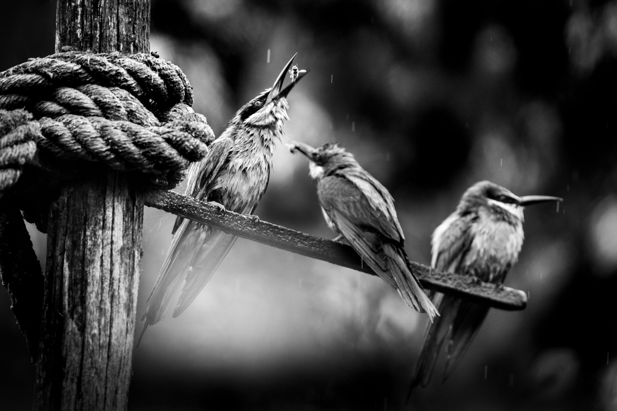 Oeuvre photographique de Sylvère Petit