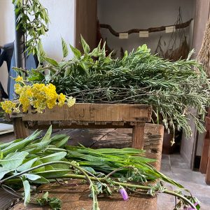 Photographie des plantes de Palmira