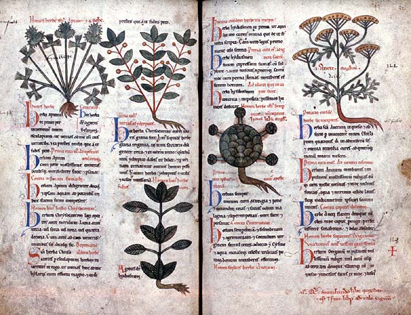 hildegarde-de-bingen-physica Photographie du Sempervivium, manuscrit attribué à Hildegardedede Bingen