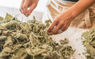 Découvrez les secrets des plantes avec les ateliers de l’Herboristerie