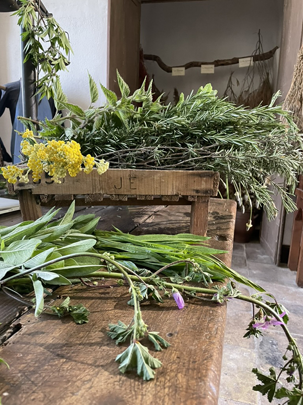 Photos des plantes aromatiques et medicinales de Palmira