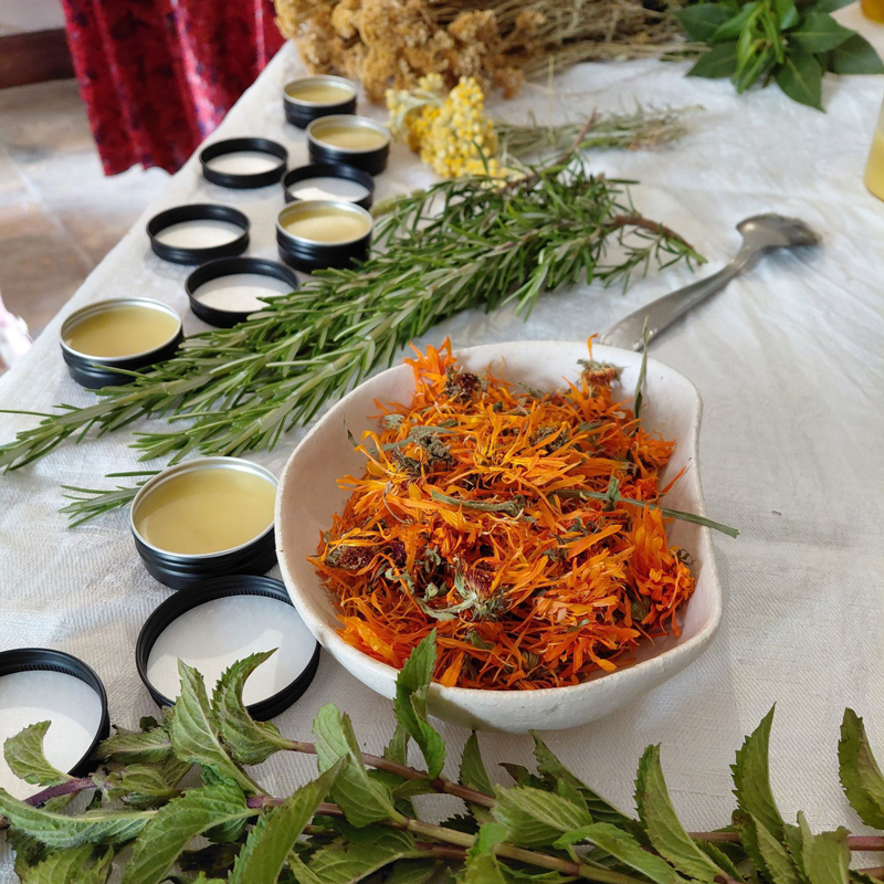photo des plantes de l'atelier de la saint Jean